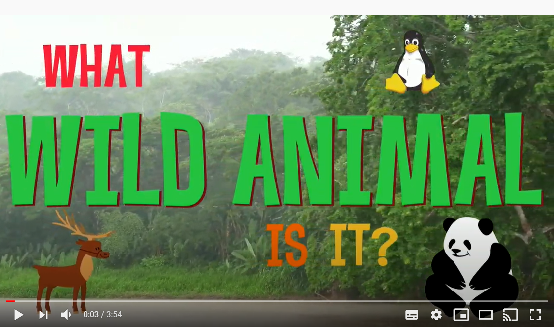 What wild animal is it?