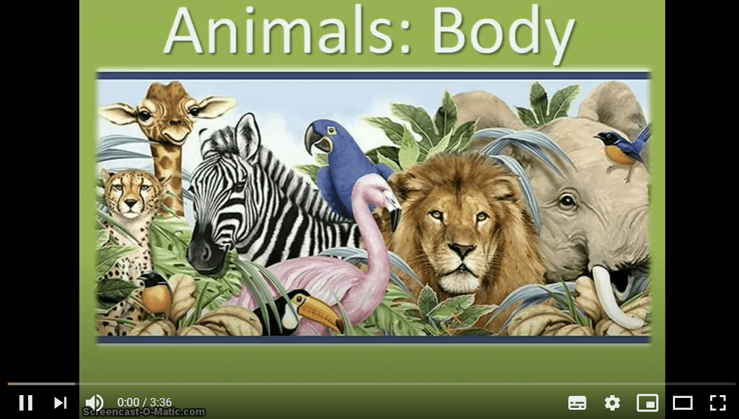 Animal Body Parts